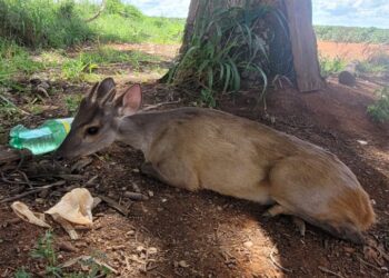 Veado Catingueiro é encontrado ferido na zona rural de Presidente Olegário