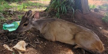 Veado Catingueiro é encontrado ferido na zona rural de Presidente Olegário