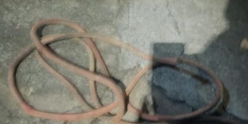 Gestante diz que foi agredida após flagrar o ex-marido praticando zoofilia com o cachorro na cama; ele foi preso e o cão morto a tiro