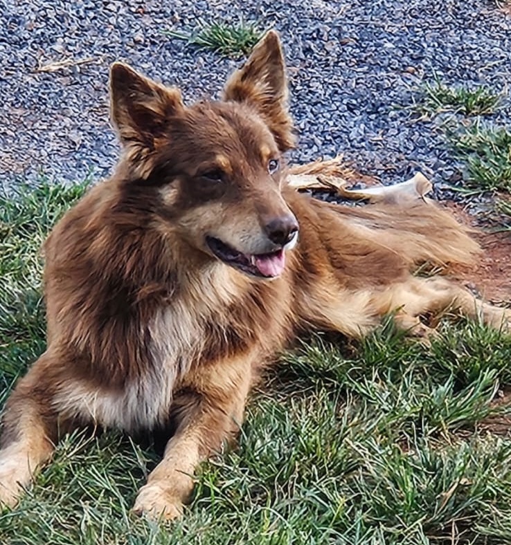 Cão desaparece e é visto pela última vez com matilha de cachorros no bairro Planalto