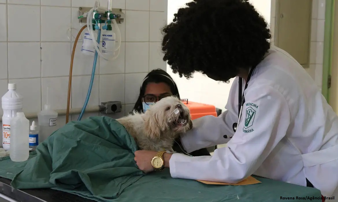Exercício ilegal da medicina veterinária passa a ser crime