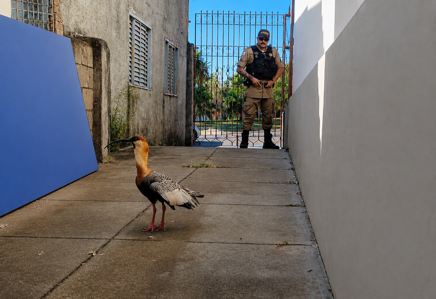 Veja Vídeo: Curicaca ferida é resgatada pela Polícia Militar no Centro de Presidente Olegário e encaminhada para reabilitação