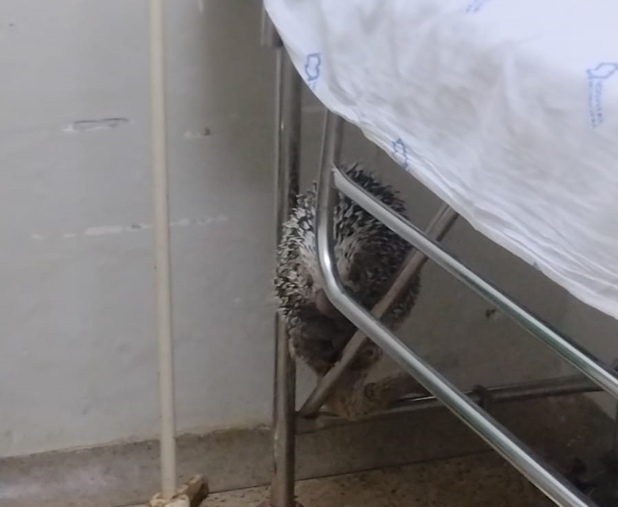 Porco-espinho é resgatado após aparecer em área de acesso do Hospital Municipal de Presidente Olegário